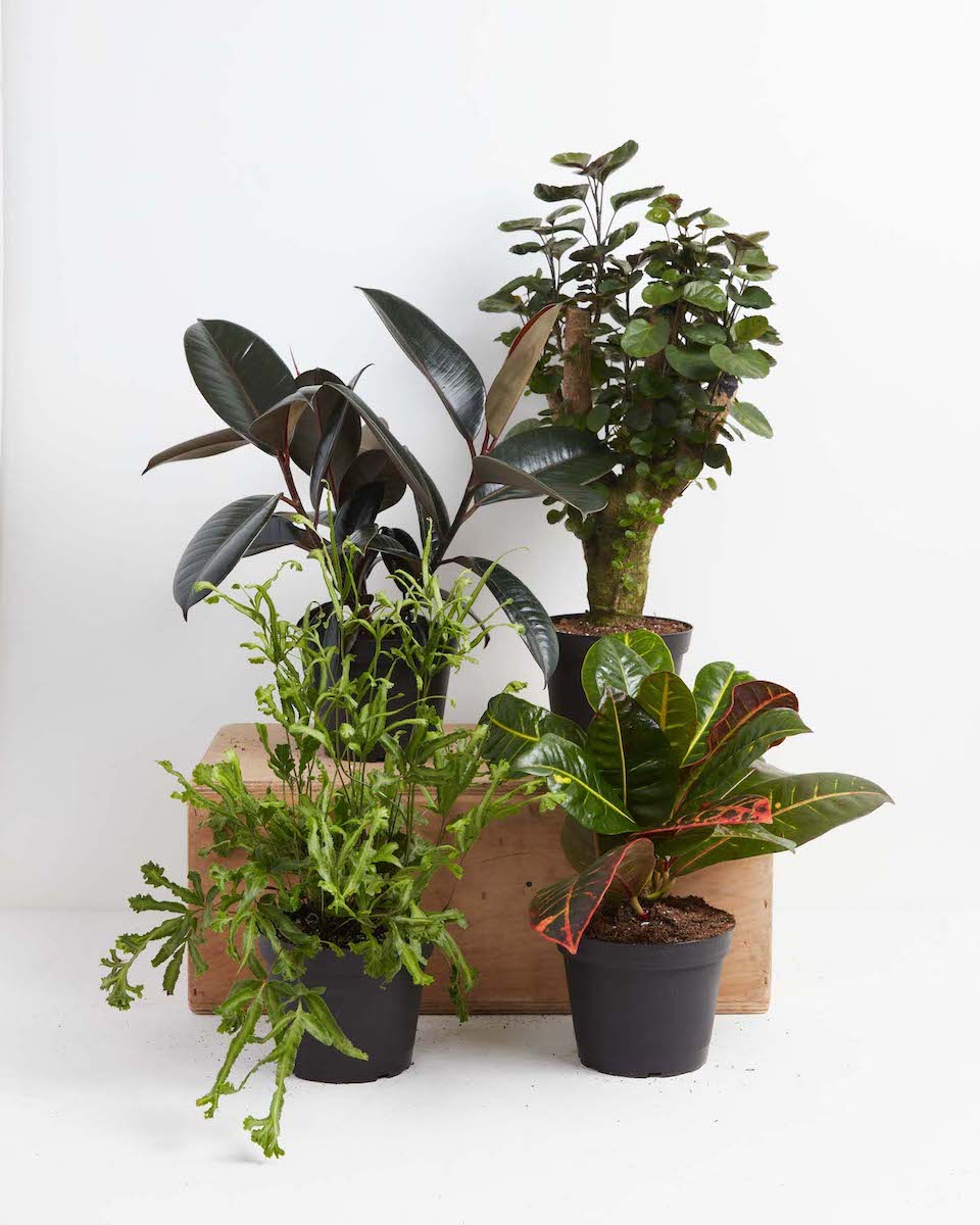 Rubber Plants