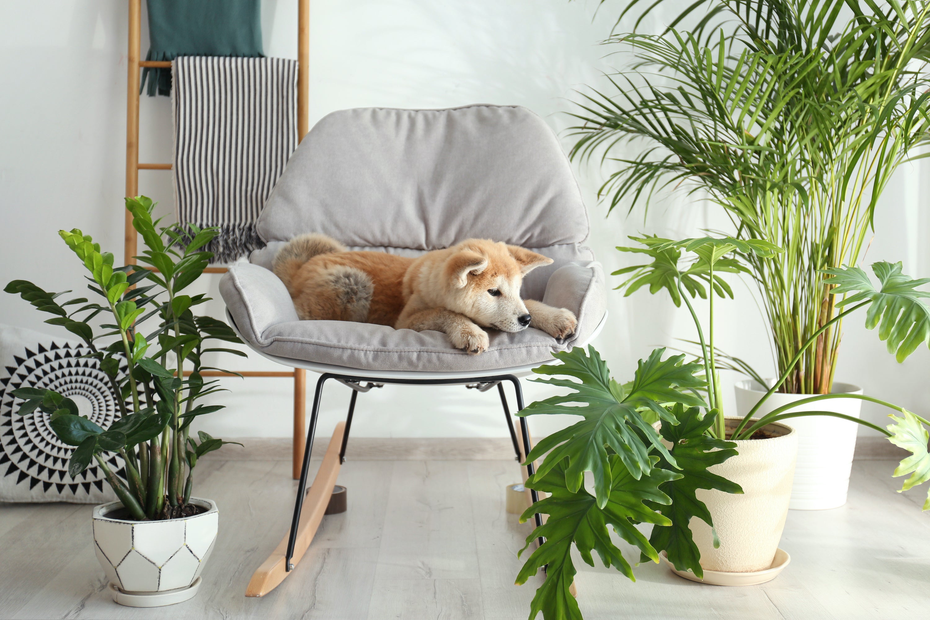 Pet Friendly House Indoor Plants For