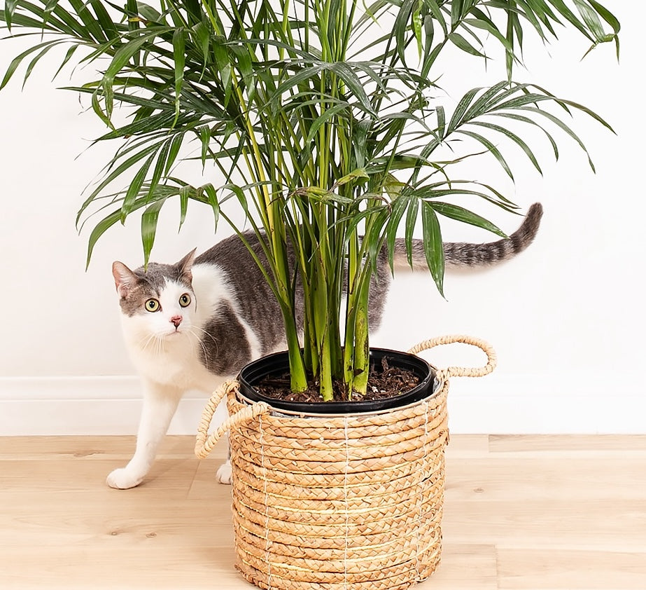 All Pet Safe Plants