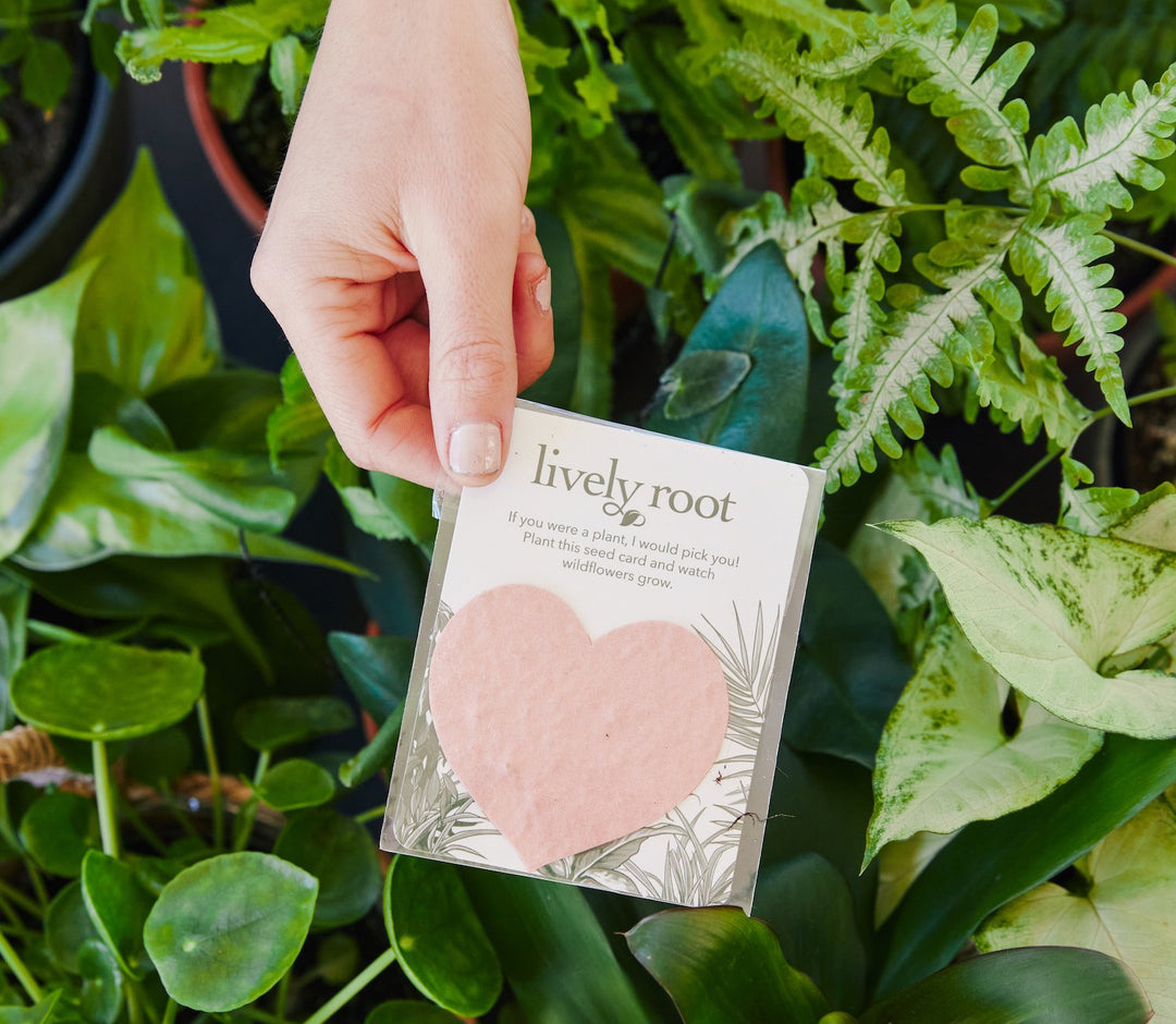 Valentine's Day Plants