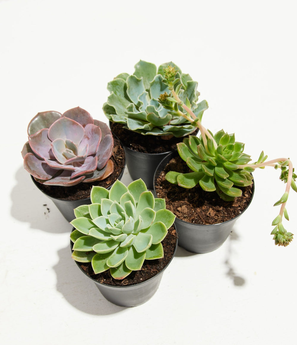 Succulent Plants