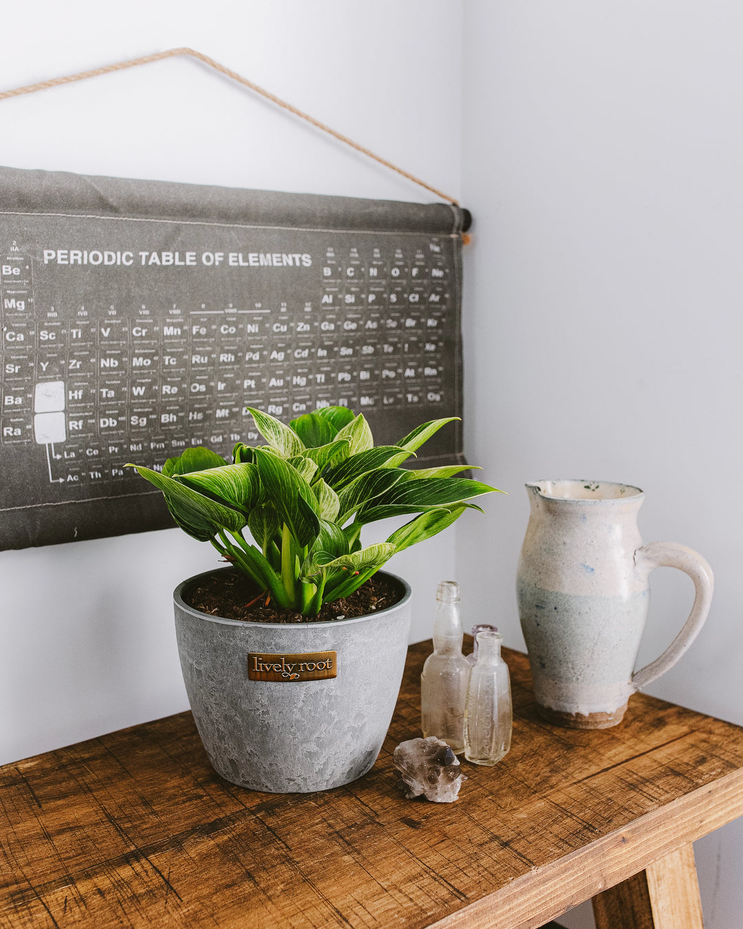 Plant Gifts For Aquarius