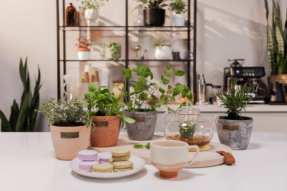 Herb Plants for Sale Including Care & Buying Guide