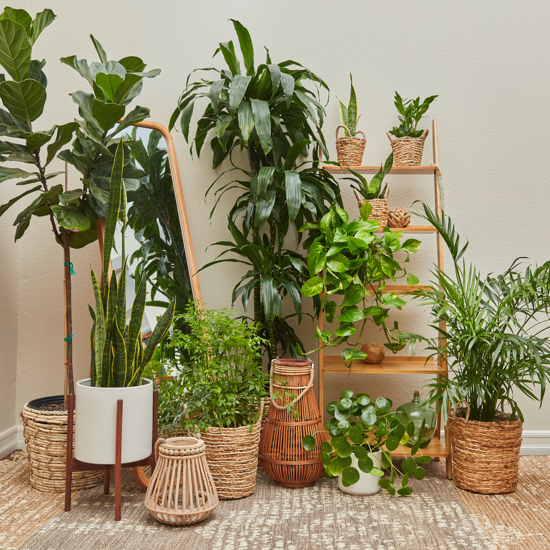 Plants That Clean The Air