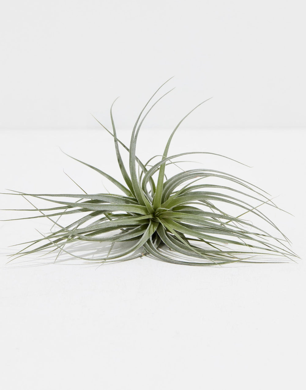 Air Plants For Sale