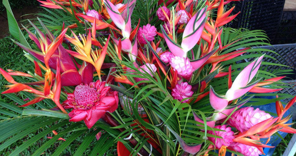 Exotic and Tropical Plants