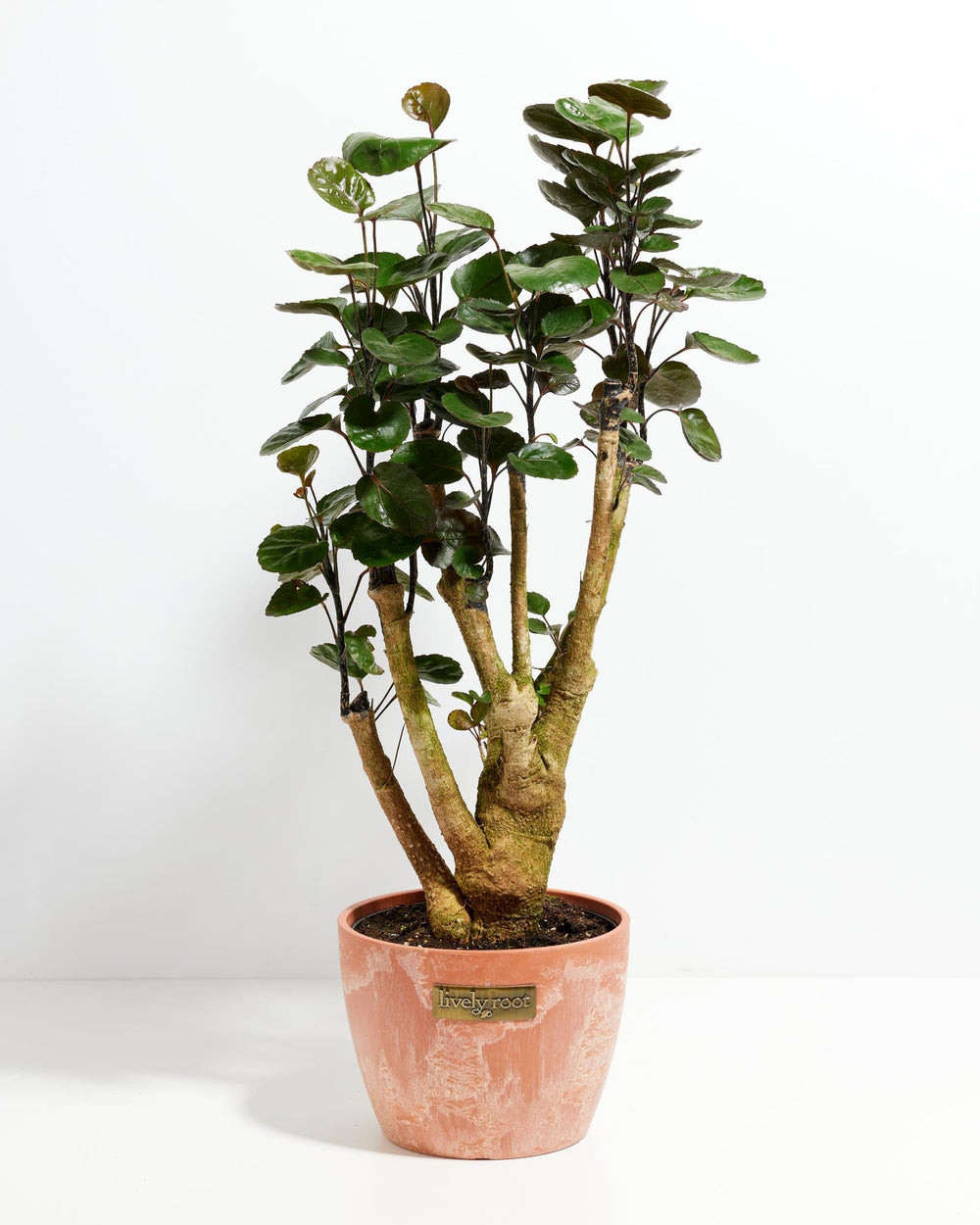Aralia Fabian Stump