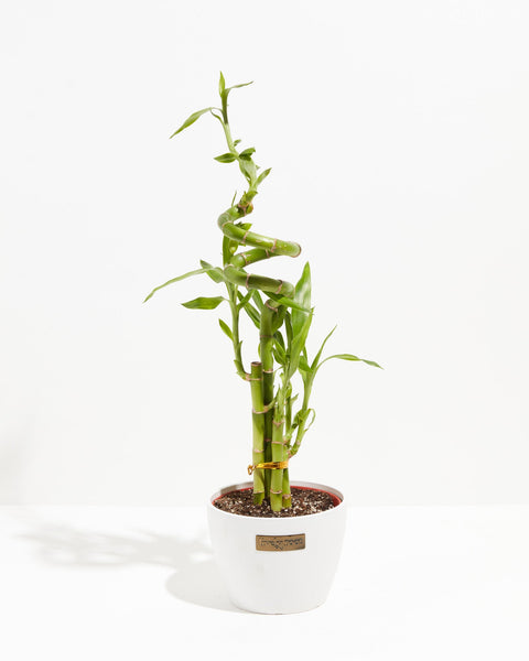 chinese lucky bamboo plant Lucky Bamboo | Dracaena Sanderiana