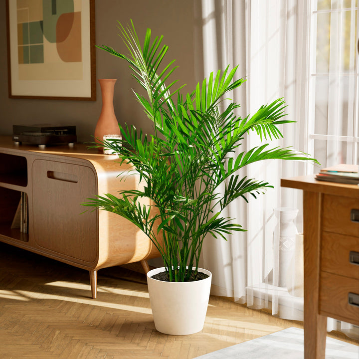 cat palm roots above soil Cat Palm | Palm Trees for Sale