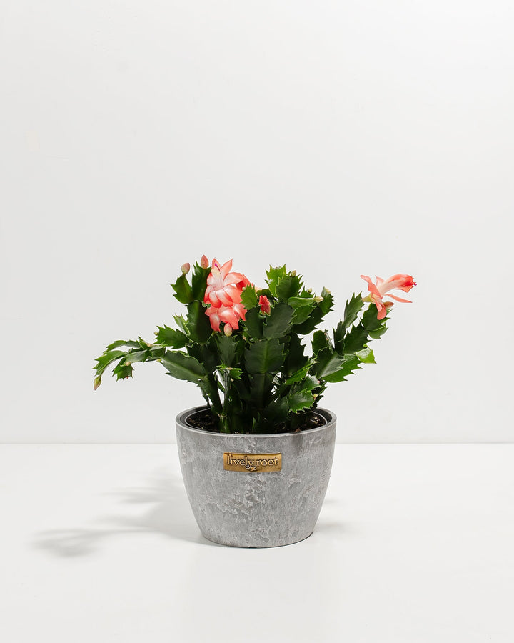 christmas cactus succulent Pink Christmas Cactus | Holiday Plants