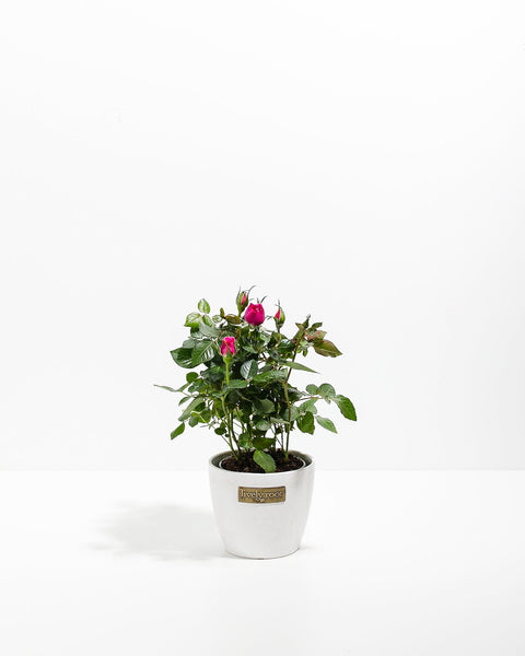is rose an indoor plant Magenta Miniature Roses