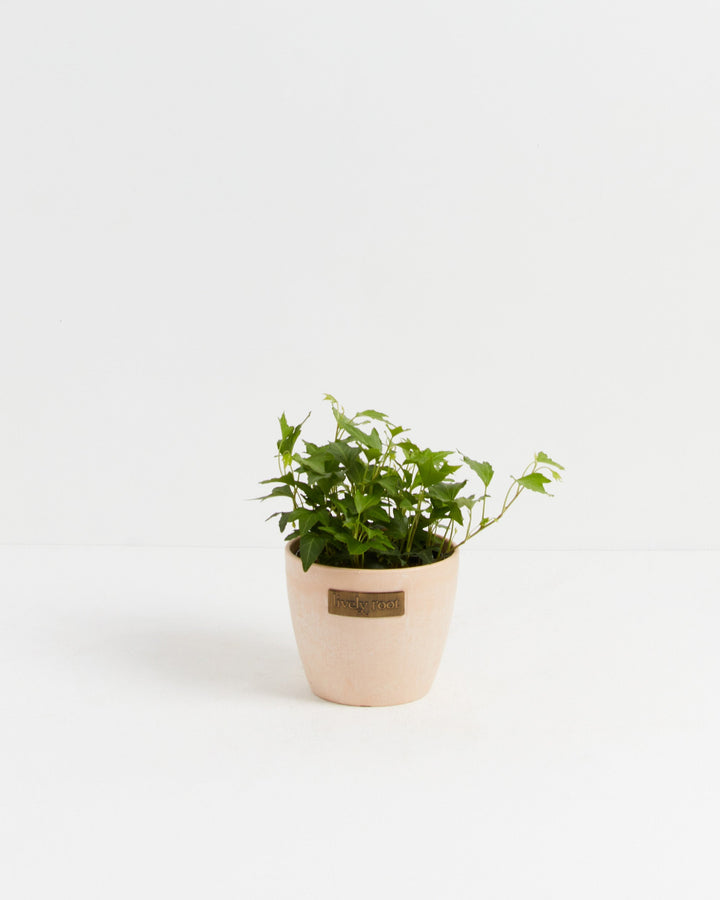 hanging clover plant Clover Leaf Ivy | Hanging Plants | Vines
