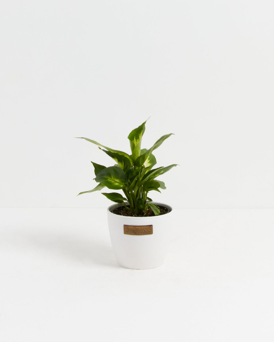 camille house plant Dieffenbachia Camille For Sale, Care Guide & Growing Tips