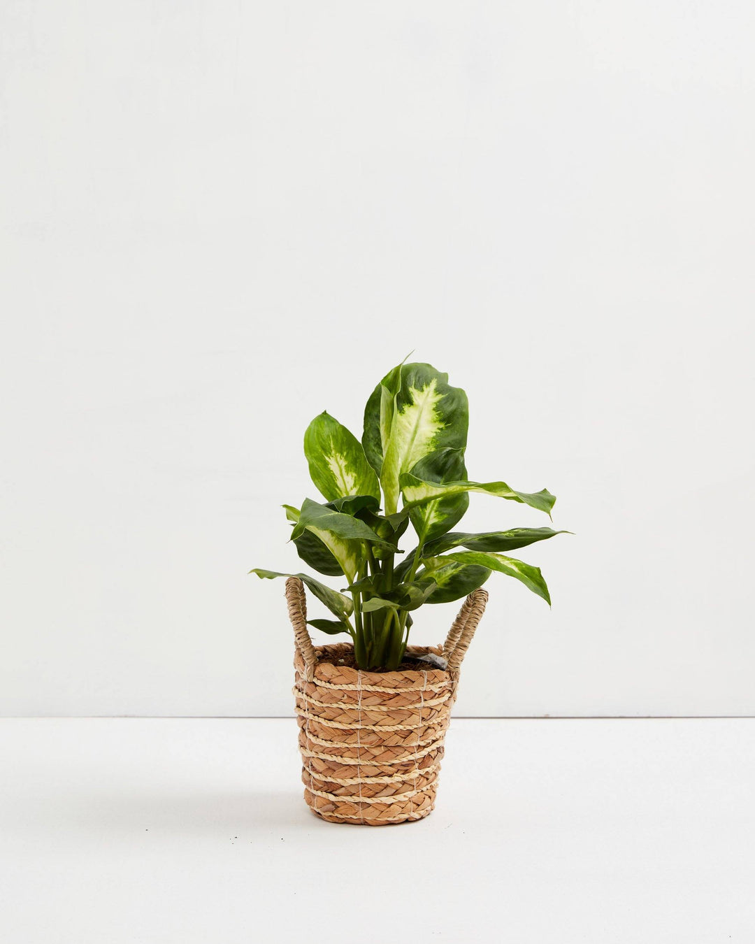 dieffenbachia camille benefits Dieffenbachia Camille For Sale, Care Guide & Growing Tips