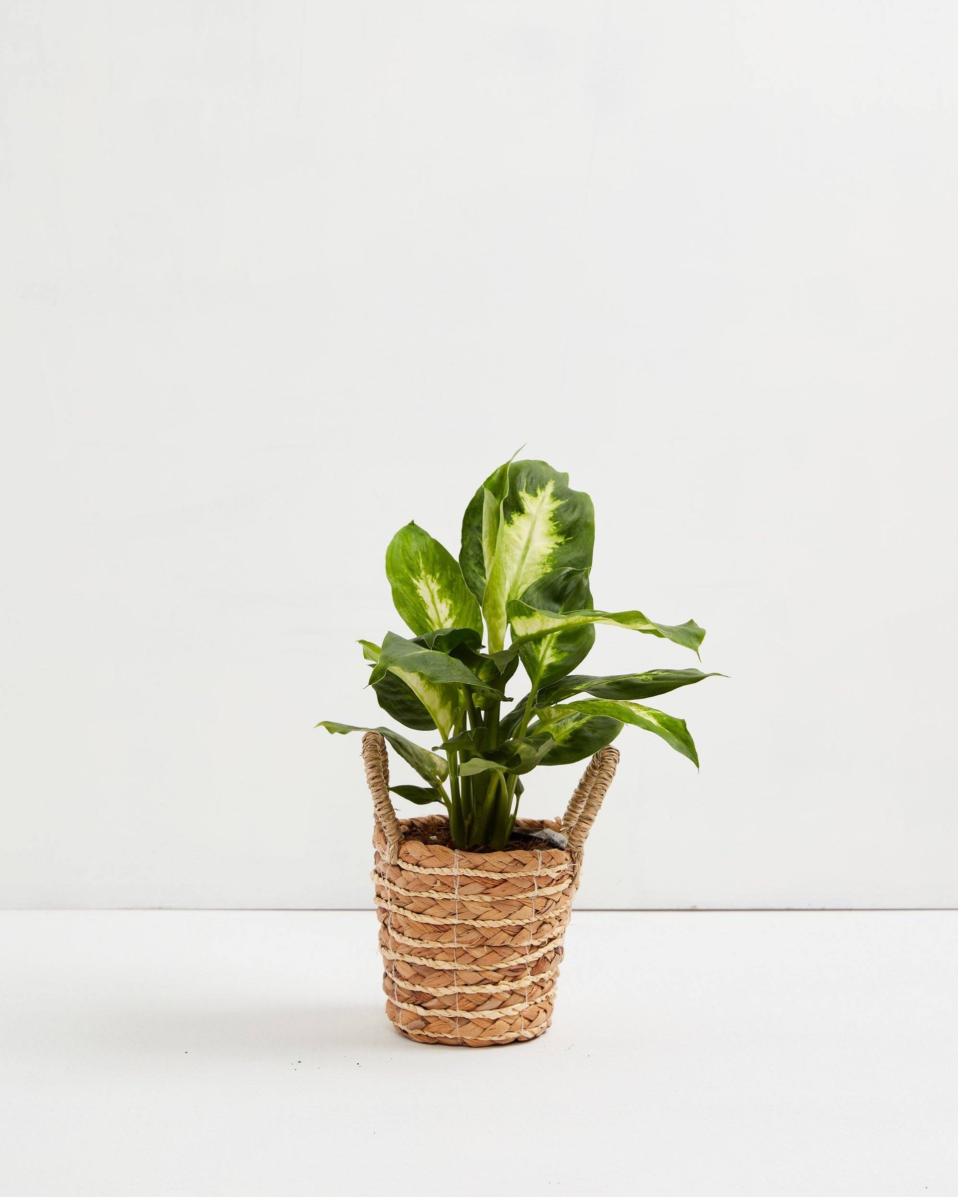 Dieffenbachia Camille - Small / Baskets / Light