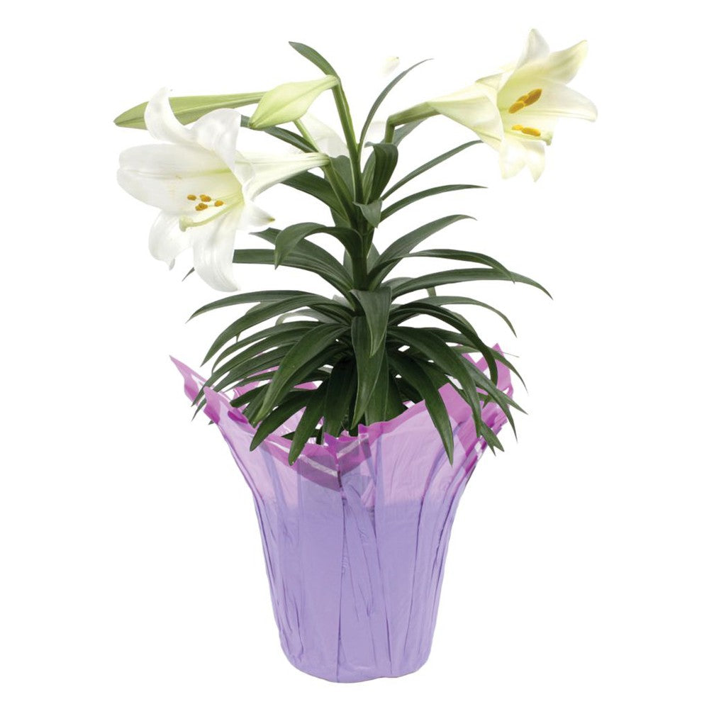 036739c10489--LivelyRoot-