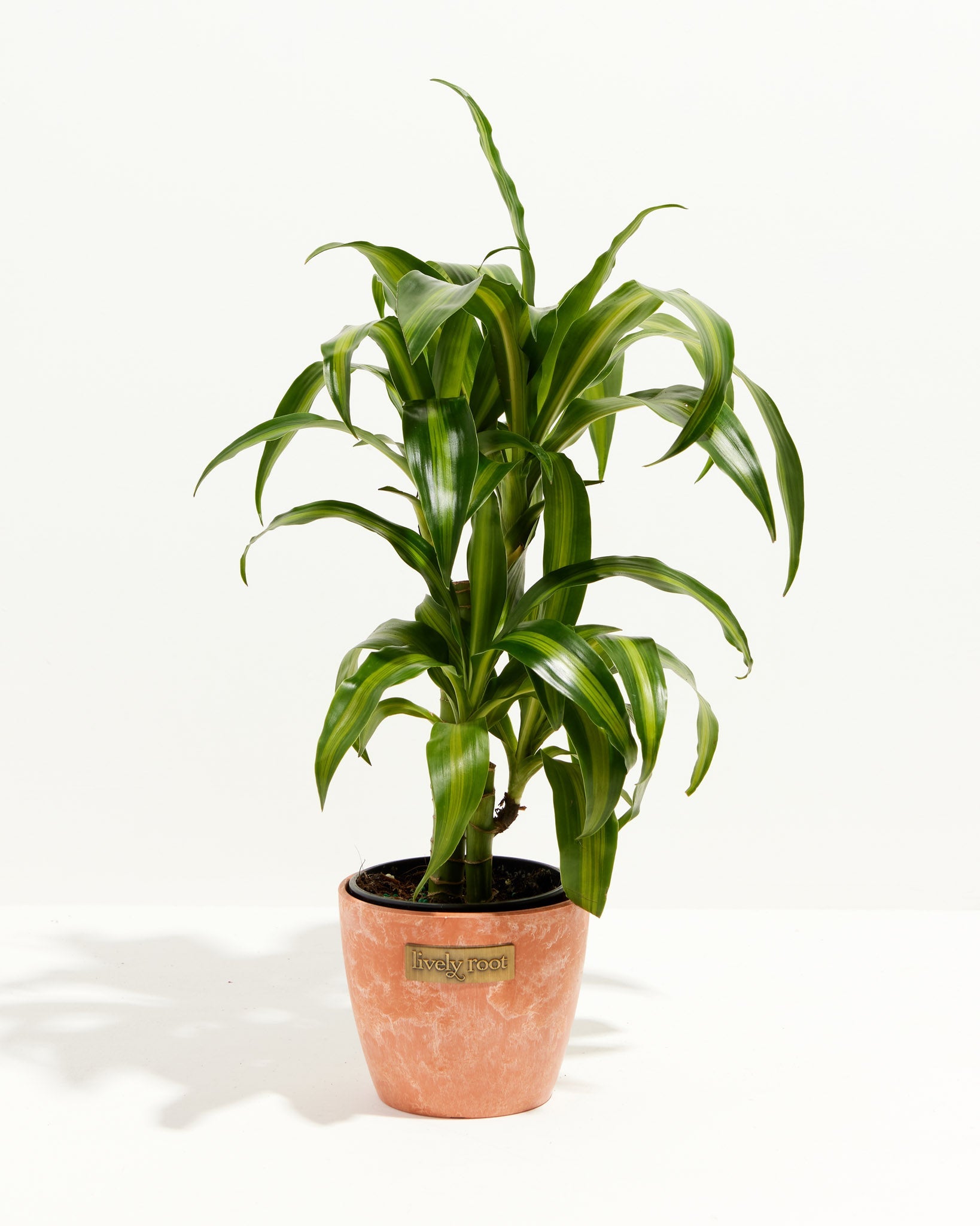 Kane Tree Dracaena Cane Massangeana | Cane Plant | Lively Root