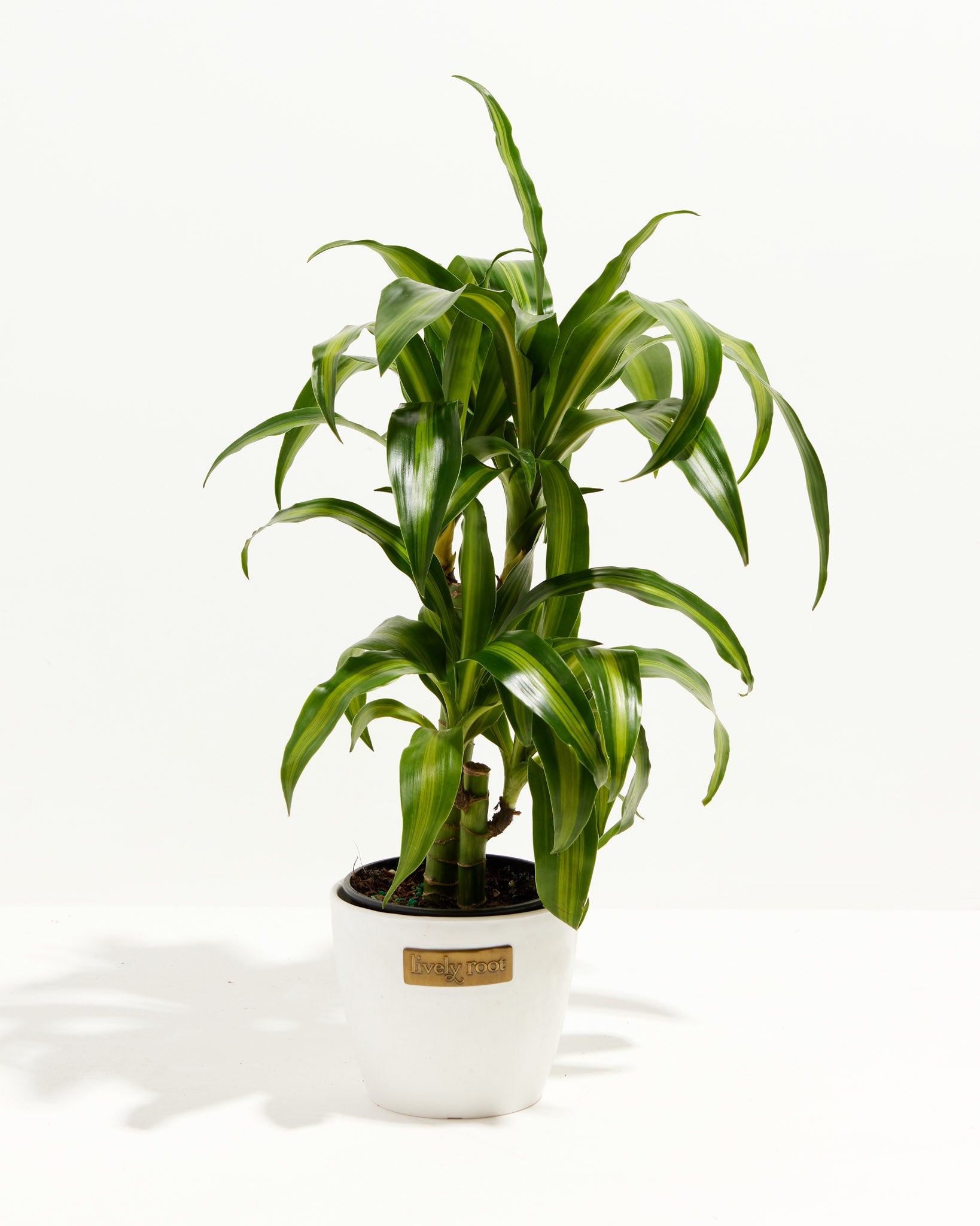 Kane Tree Dracaena Cane Massangeana | Cane Plant | Lively Root