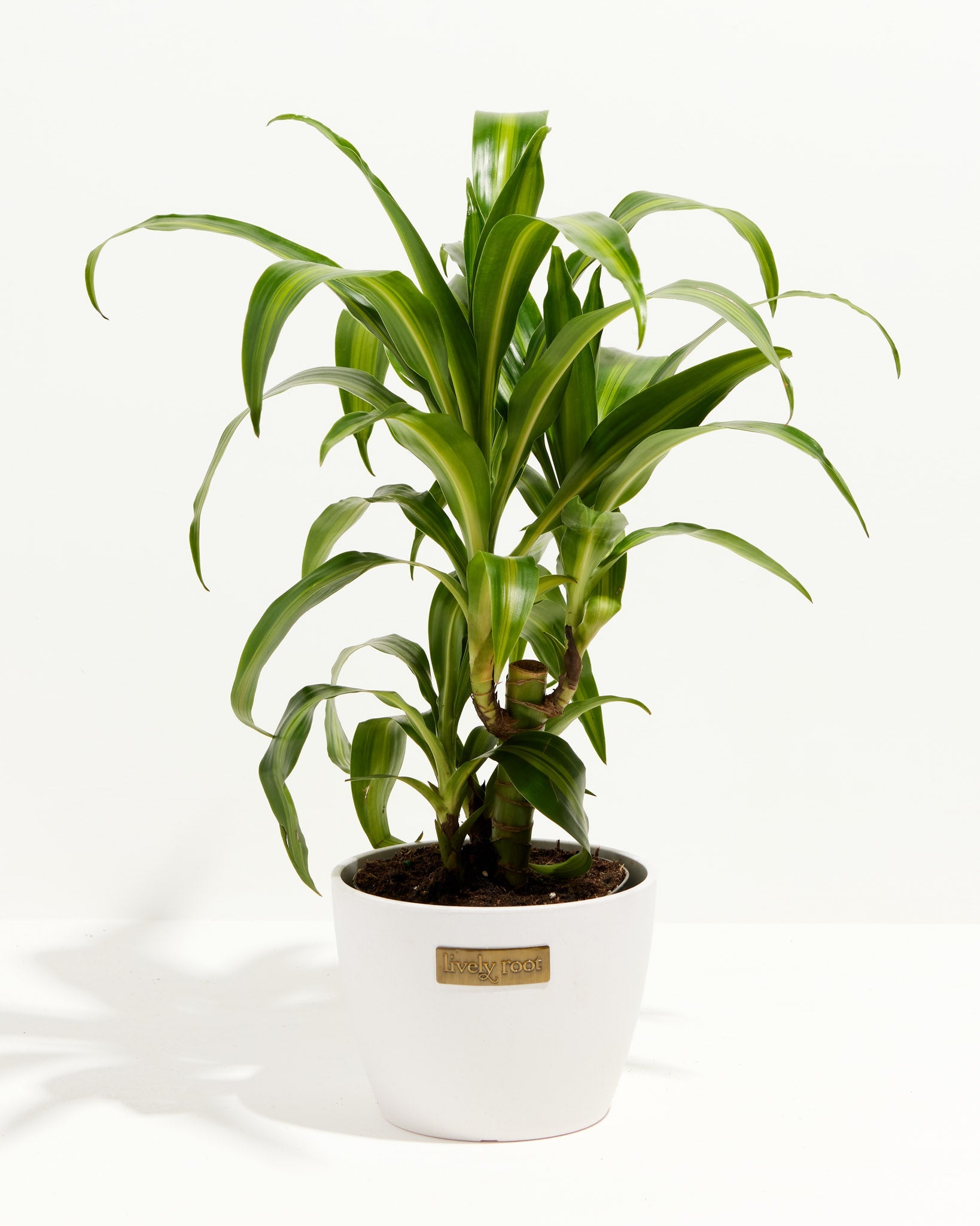 Kane Tree Dracaena Cane Massangeana | Cane Plant | Lively Root