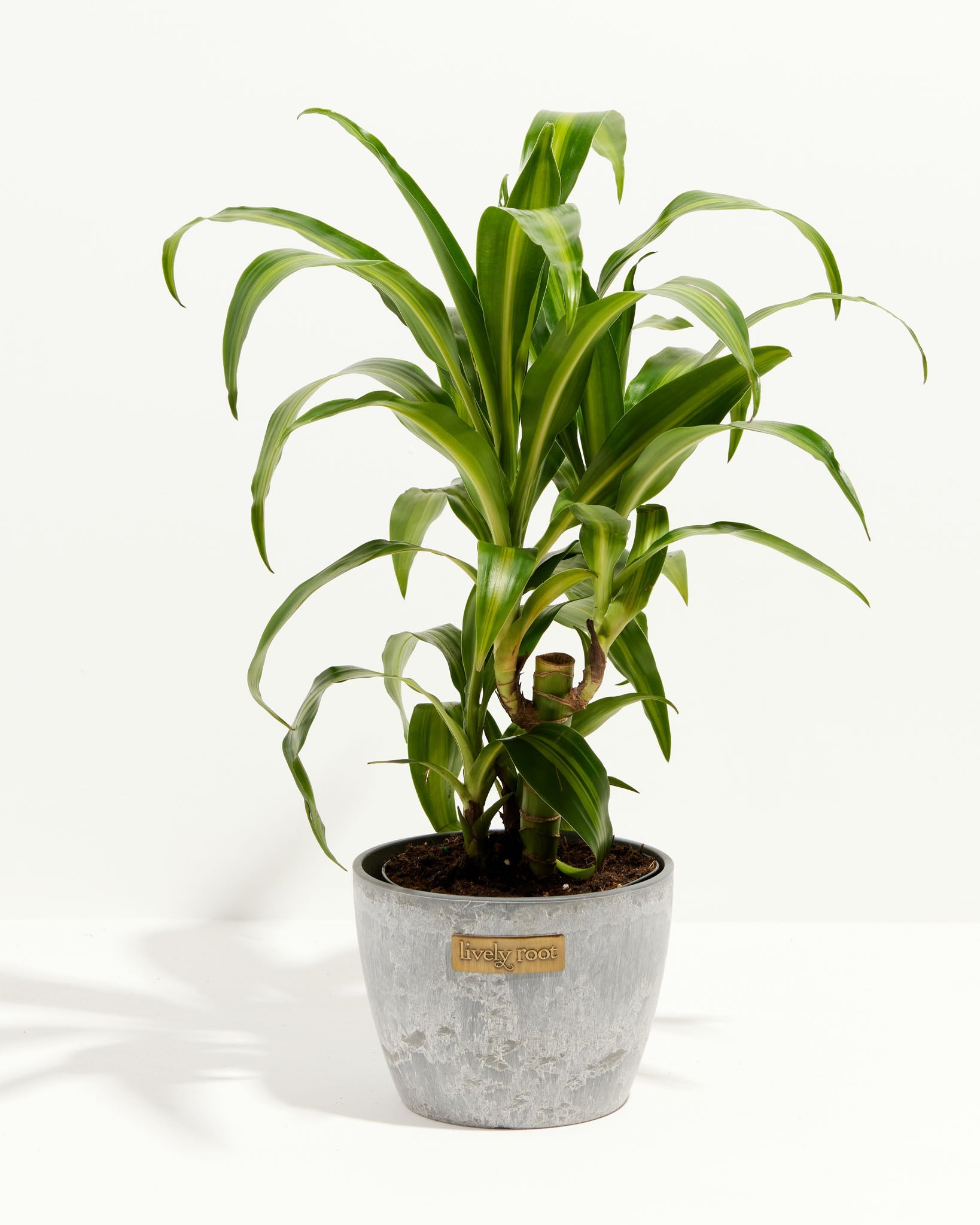 Kane Tree Dracaena Cane Massangeana | Cane Plant | Lively Root