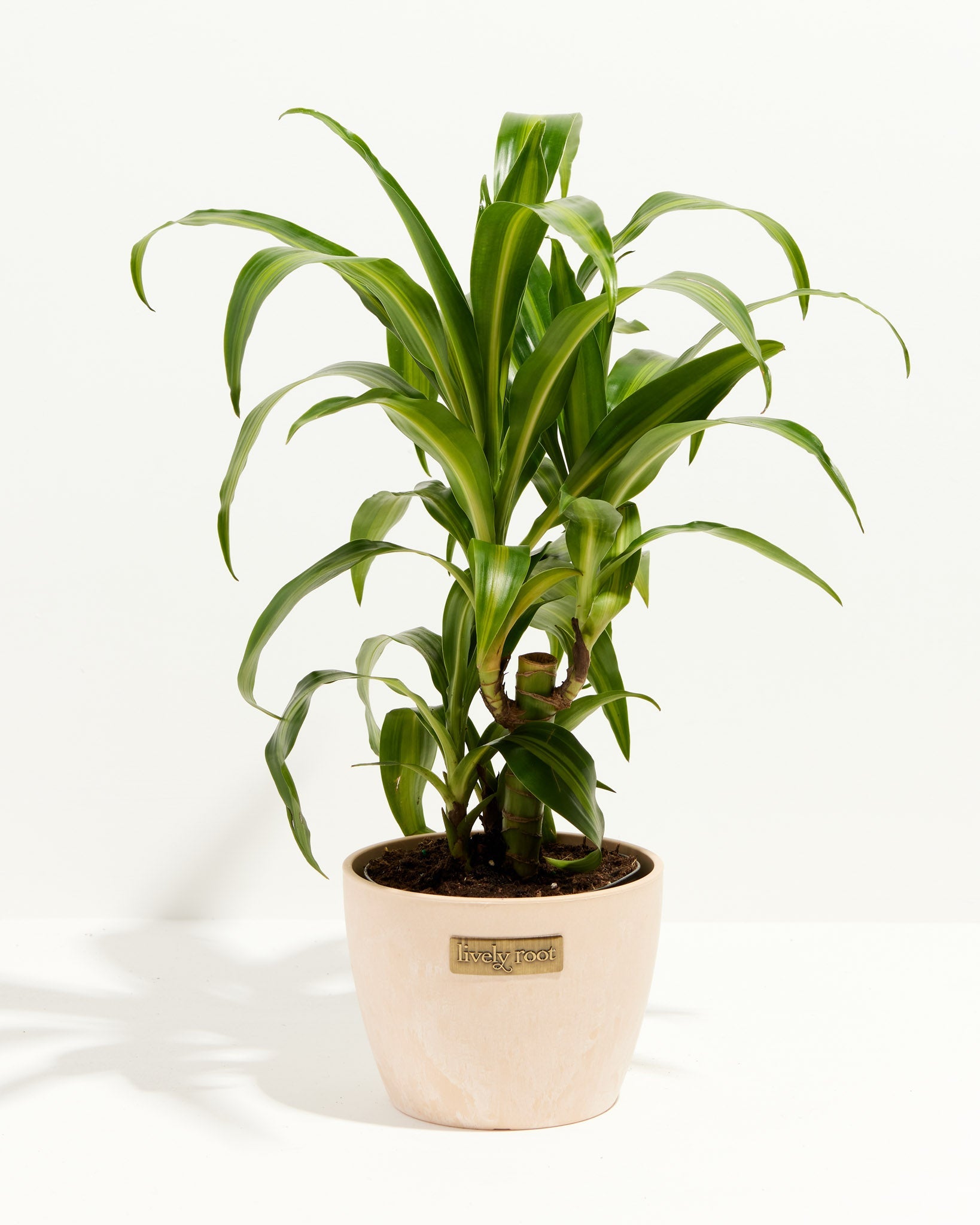 Kane Tree Dracaena Cane Massangeana | Cane Plant | Lively Root