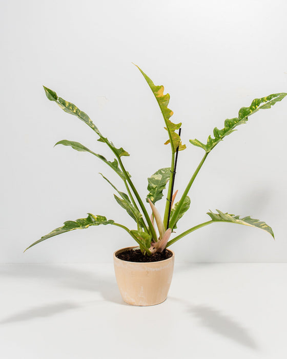 Philodendron Ring of Fire 6-inch plant in cream macadamia ceramic pot displaying full profile of multi-shoot specimen with lobed arrow foliage, golden-yellow emerging growth, and distinctive red-tinged petioles; eye-catching rare houseplant variety for modern plant collections.