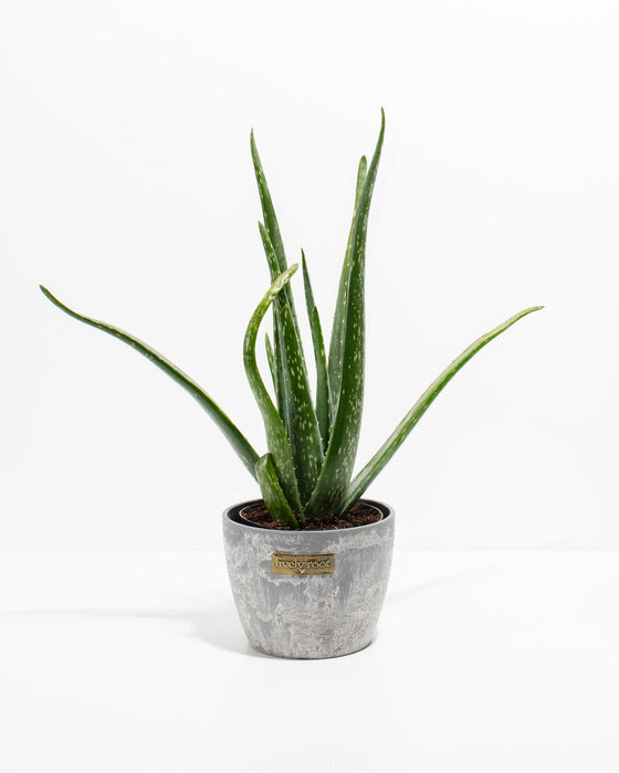 Aloe Vera Plant in Lively Root grey stone-texture pot with tall spiky succulent leaves – live medicinal aloe plant for sunny windowsills and home decor