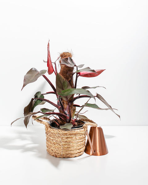 philodendron indian princess Philodendron Pink Princess w/ Totem | Special Rare Indoor Plant