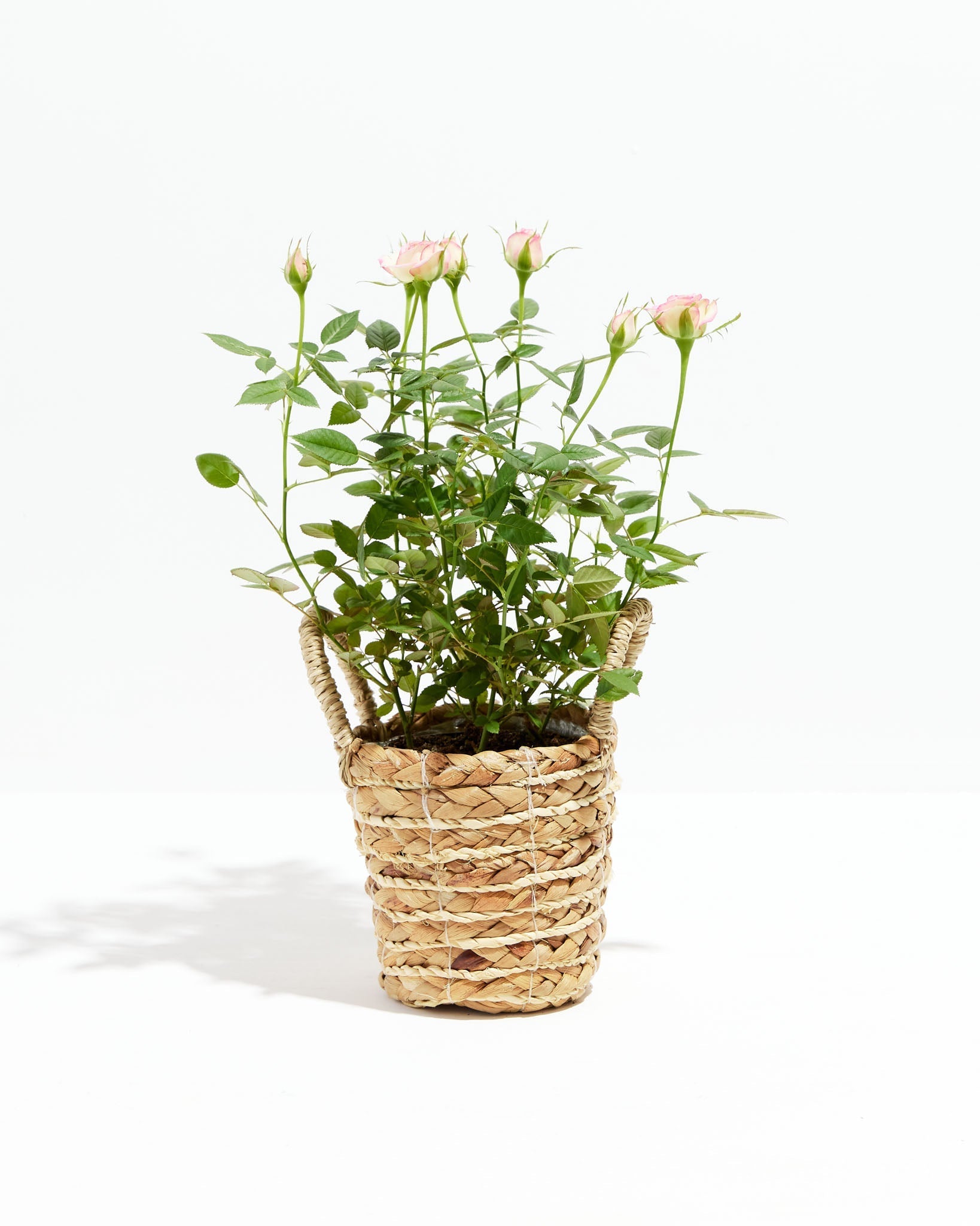 Variegated Pink Miniature Roses | Delicate Fragrance Flowers Plant