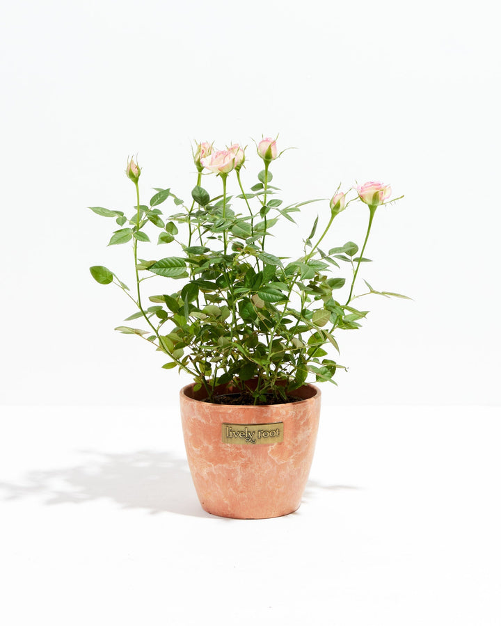 rose as indoor plant Variegated Pink Miniature Roses