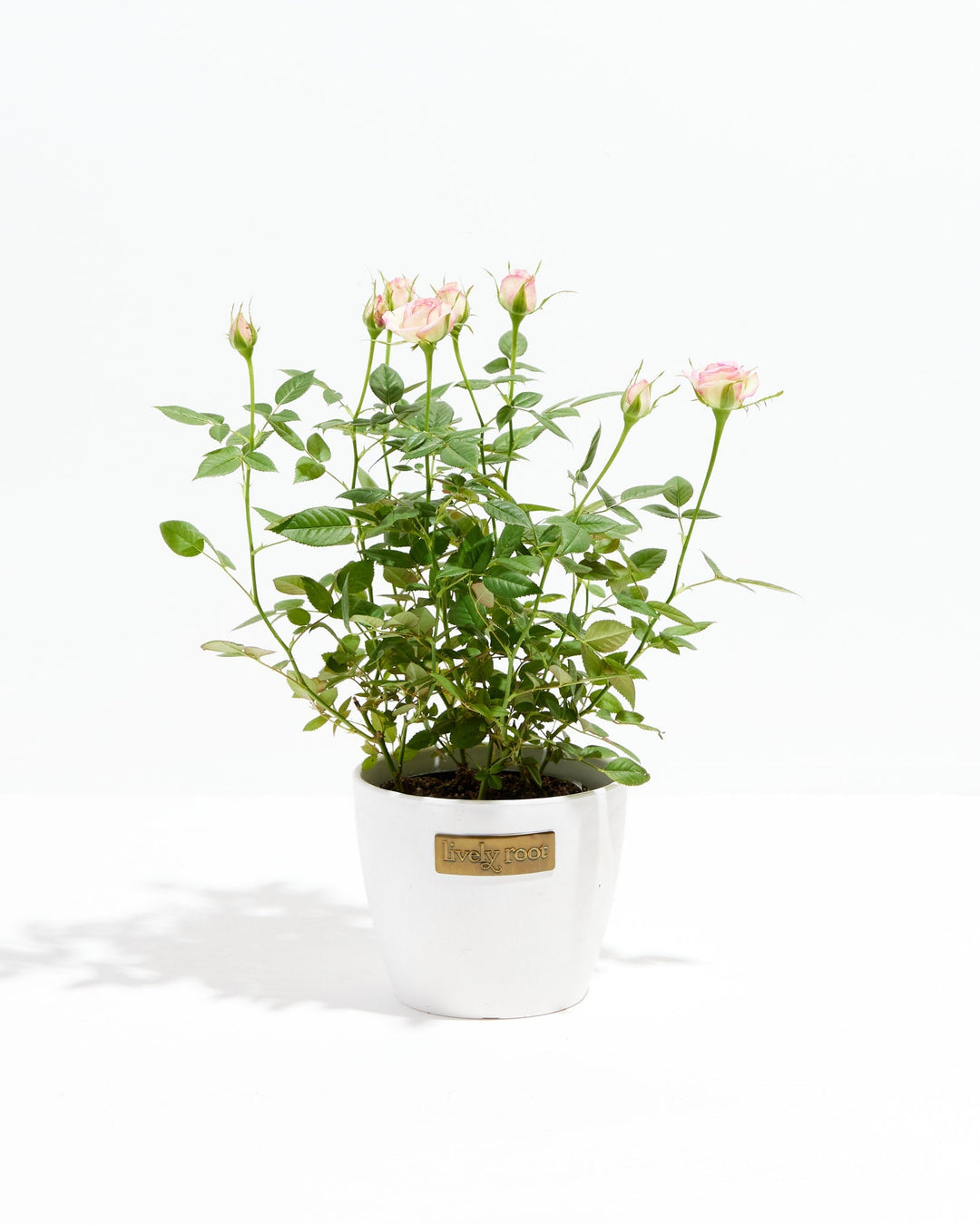 Variegated Pink Miniature Roses | Delicate Fragrance Flowers Plant