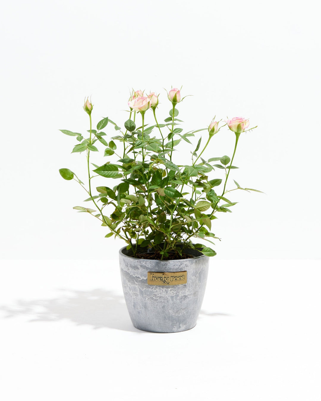 Variegated Pink Miniature Roses | Delicate Fragrance Flowers Plant