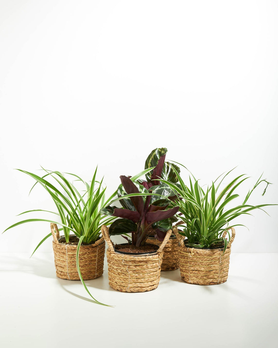 Strut Your Stuff Plant Collection