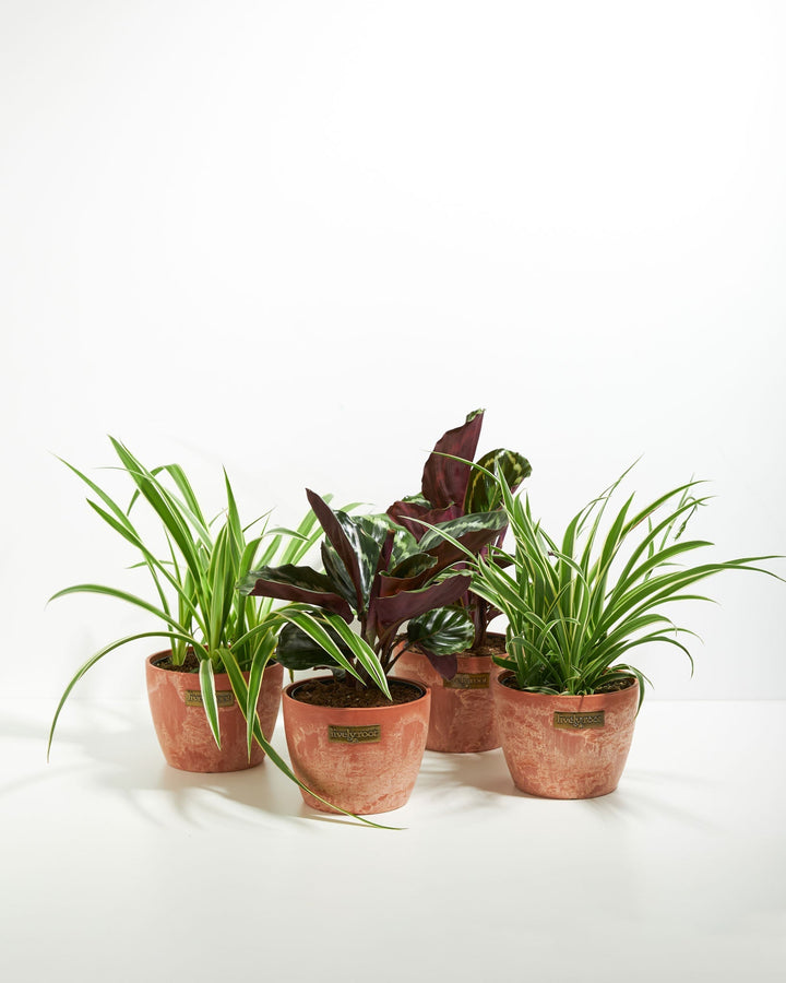 Strut Your Stuff Plant Collection