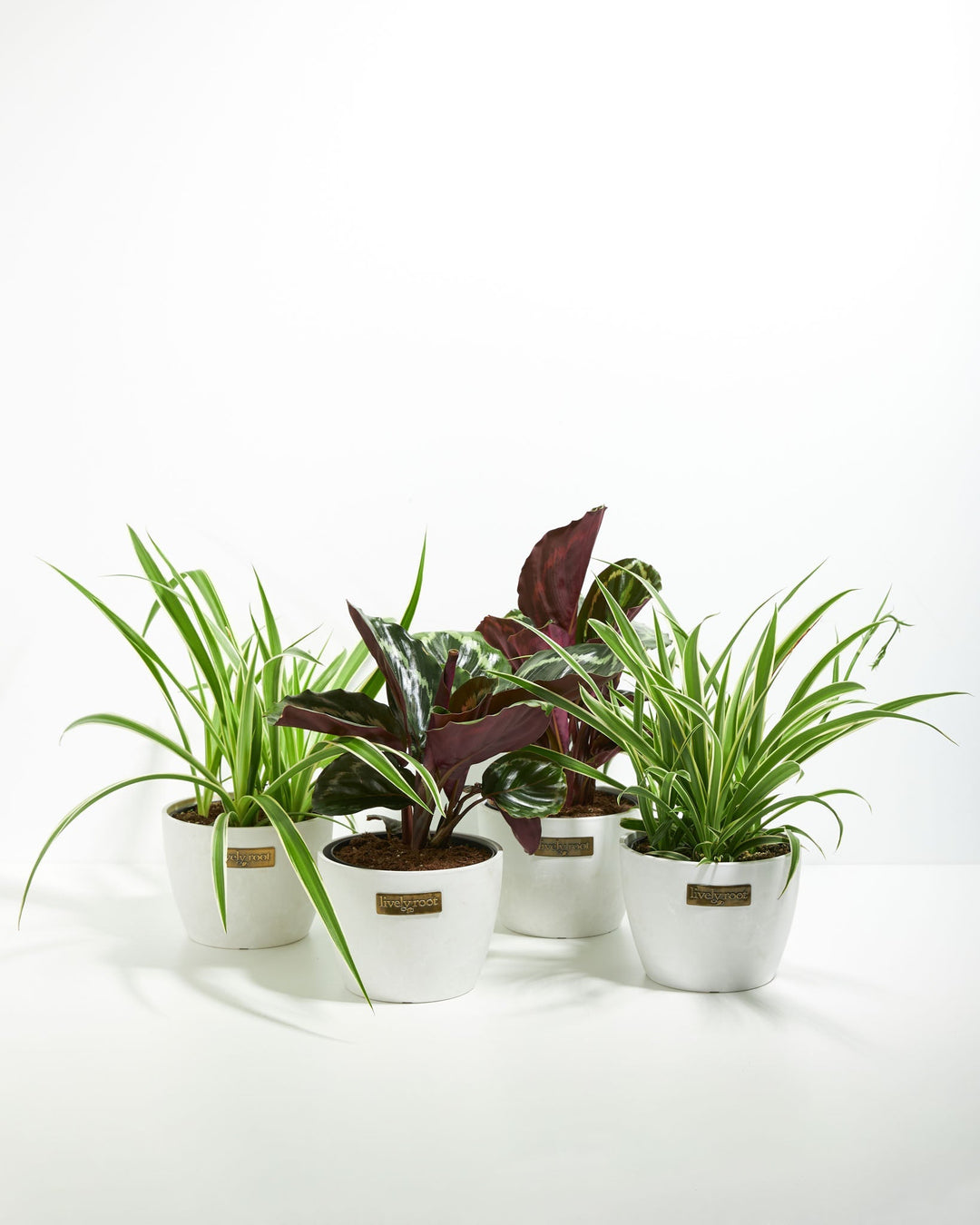 Strut Your Stuff Plant Collection