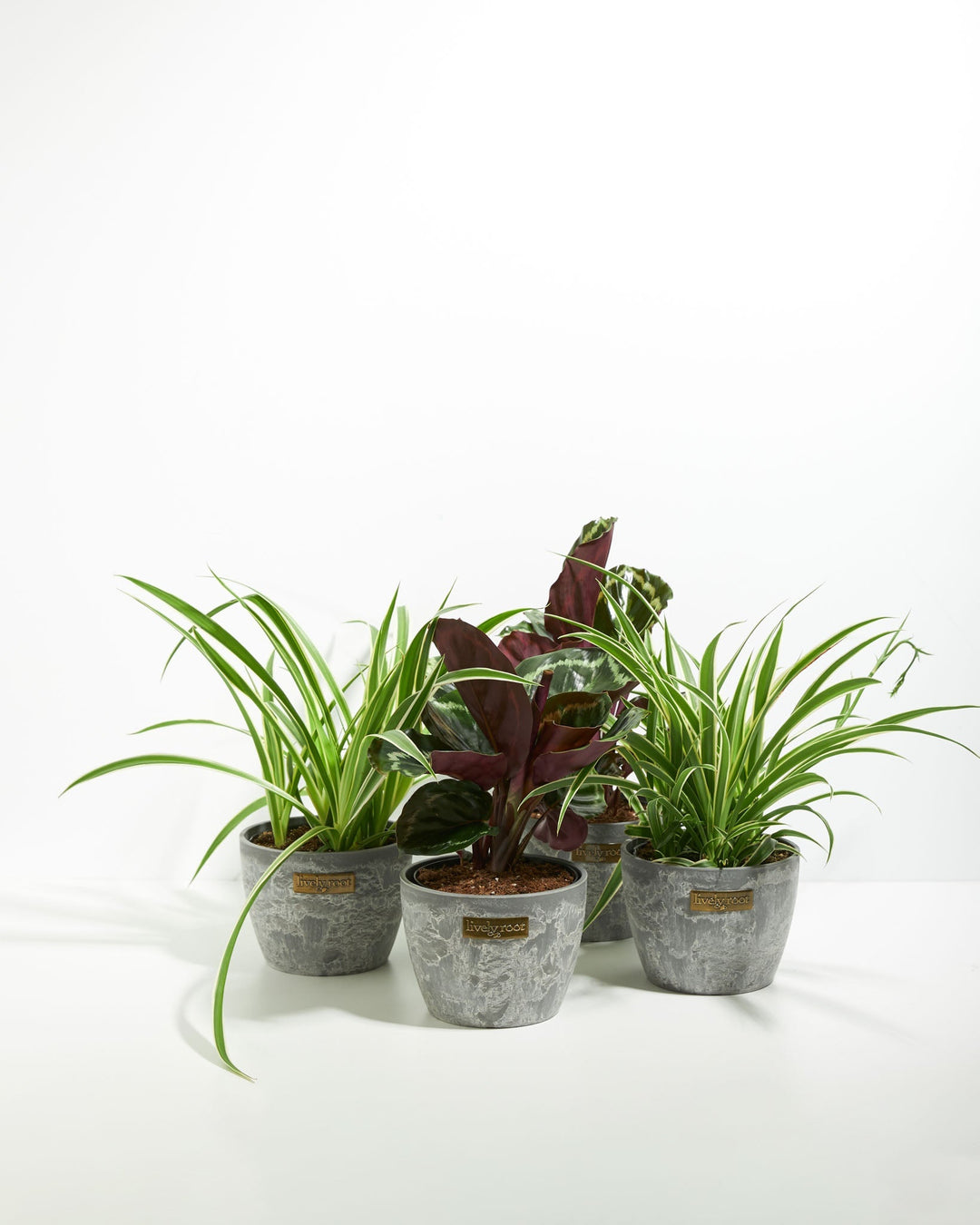 Strut Your Stuff Plant Collection