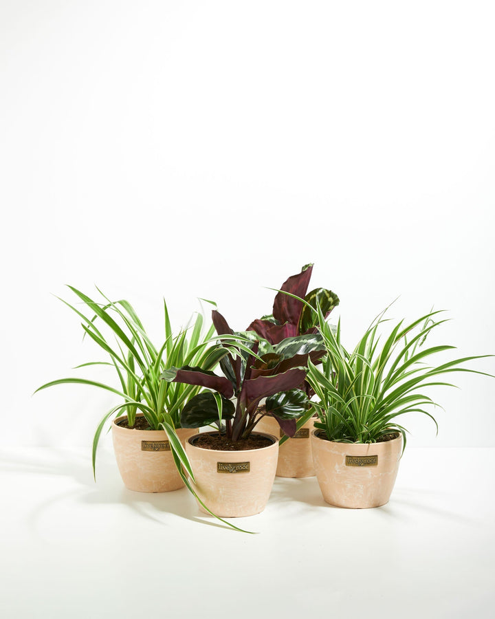 Strut Your Stuff Plant Collection