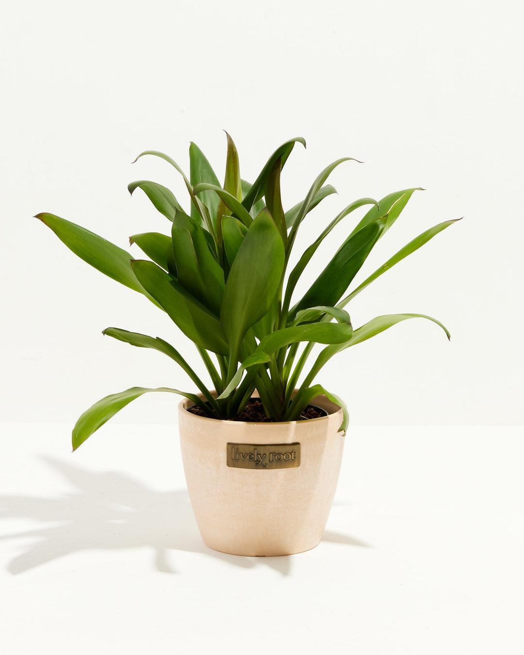 is cordyline fruticosa indoor plant Cordyline Fruticosa for Sale: Care Tips & Detailed Overview