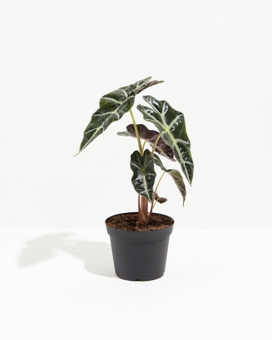 Established Alocasia Polly specimen in 6-inch black nursery pot with mature arrow-shaped leaves, distinctive white vein patterns, and compact tropical growth habit.