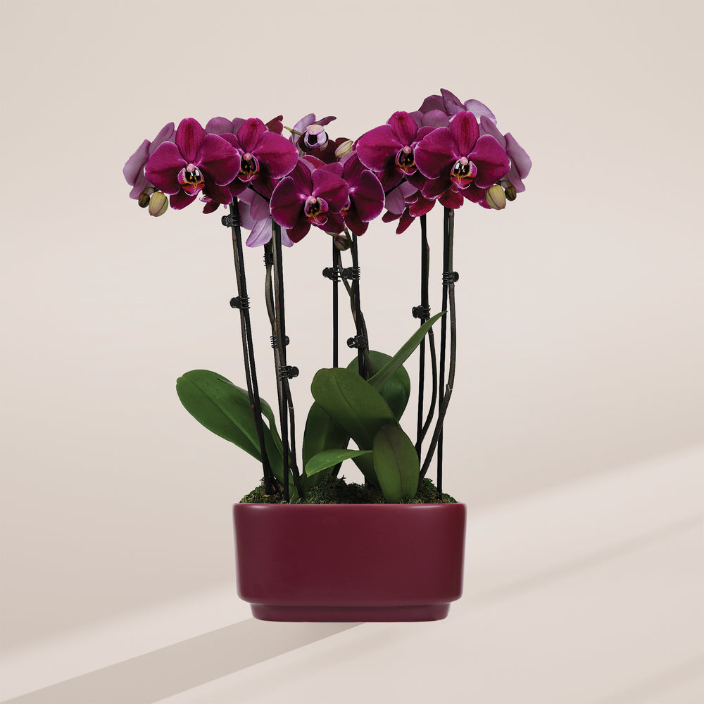 Dark Purple Orchid Centerpiece