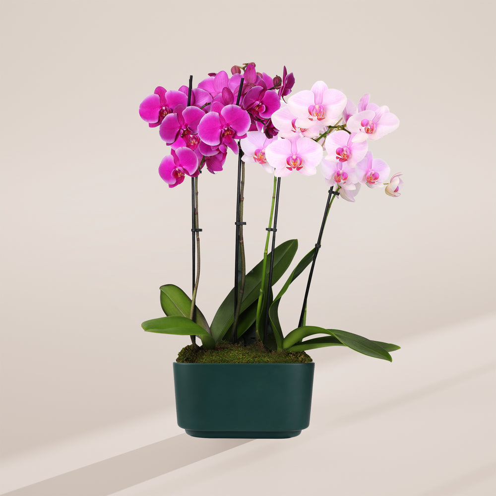 Pink & Purple Orchid Centerpiece