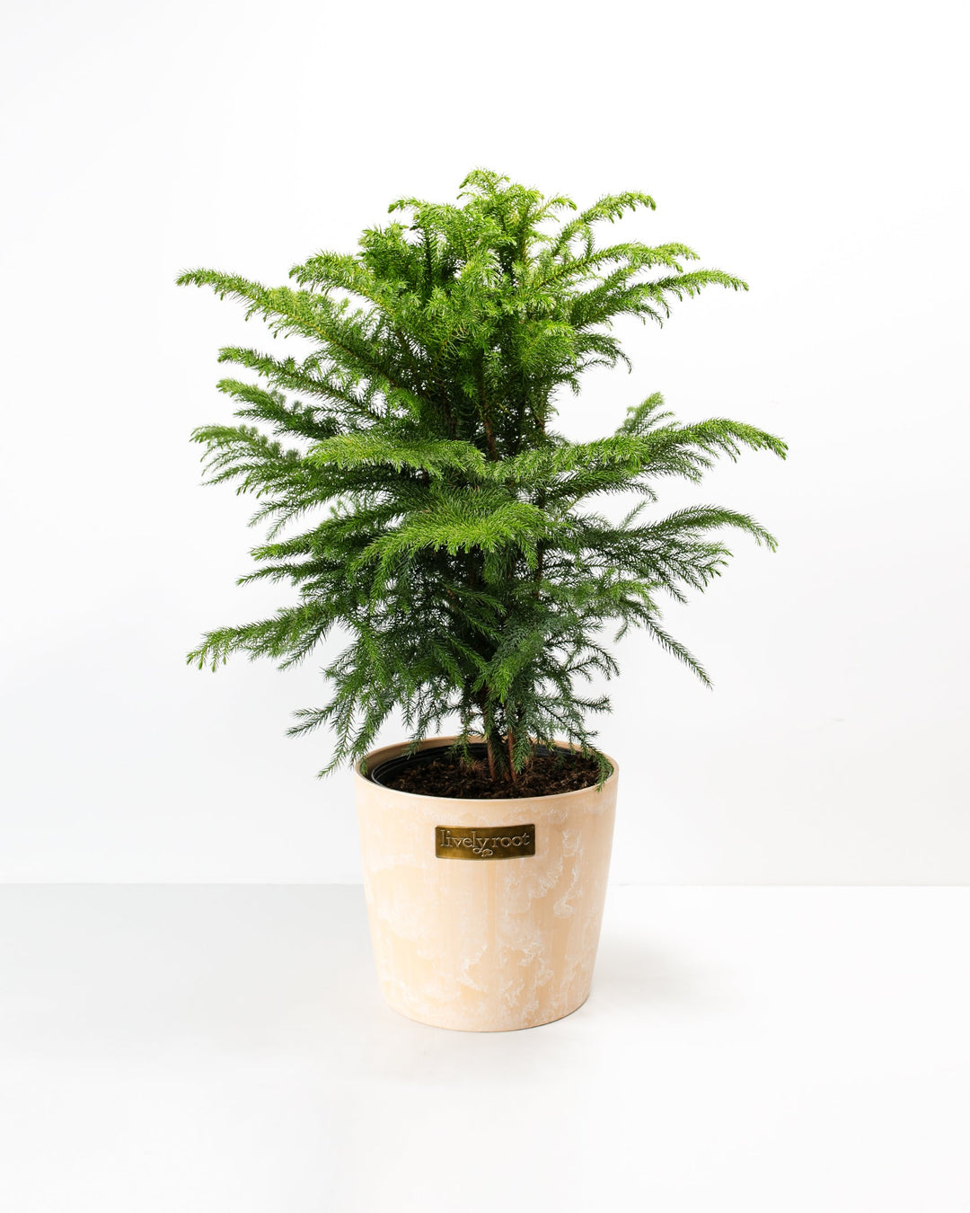 is norfolk pine an indoor plant Norfolk Island Pine | Christmas Tree