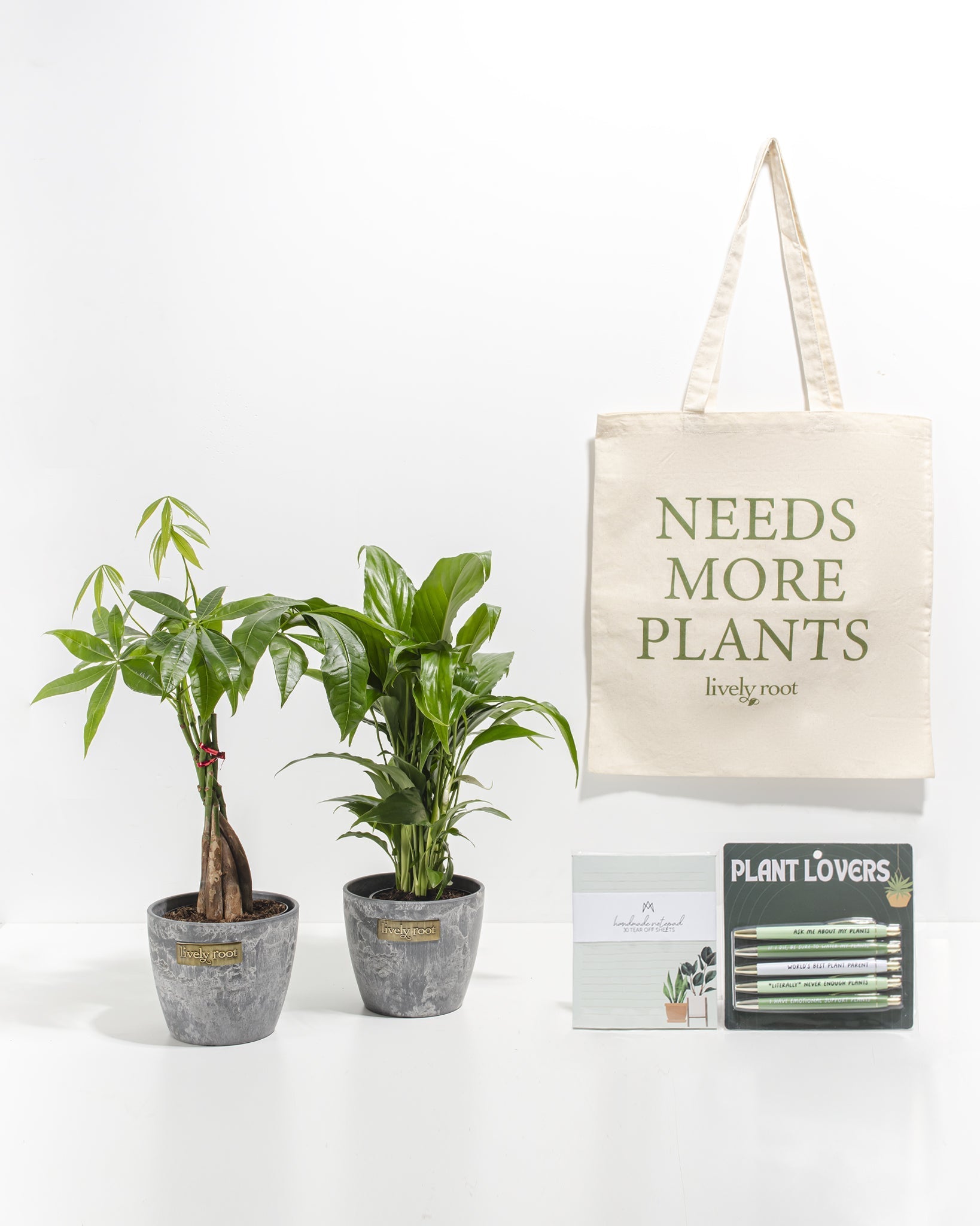 lively root money tree Study Buddy Care Package: Best Sellers