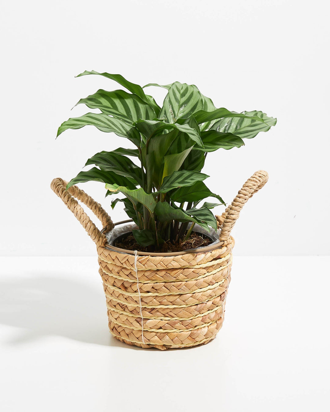 freddie prayer plant Calathea Freddie Concinna For Sale, Care Guide, Growing Tips Small / Eco Pot / Earl Grey