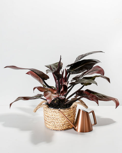 Philodendron Black Cardinal Medium
