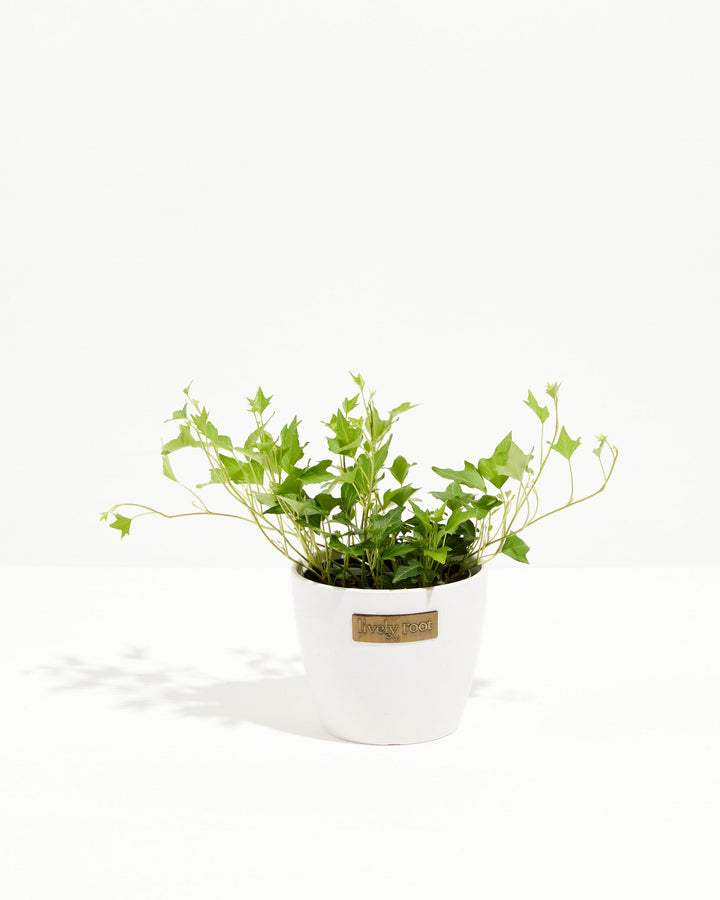 hedera indoor plant Hedera Ivy Needlepoint | Lovely Plant