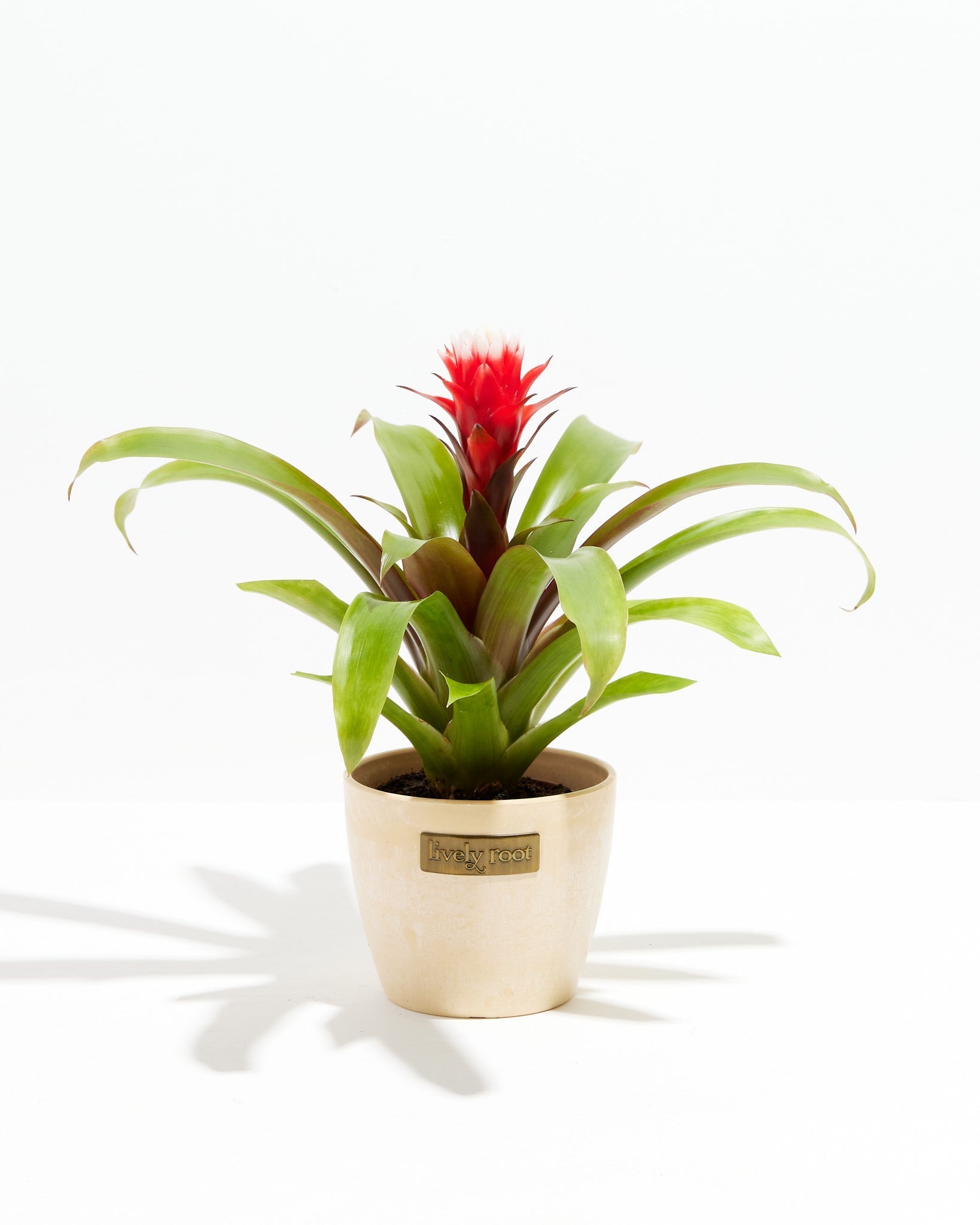 plant bromeliads indoor Francesca Guzmania Bromeliad | Indoor Plants
