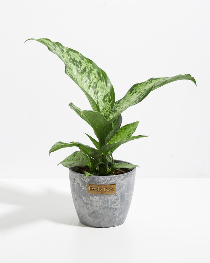 dieffenbachia feng shui Dieffenbachia Memoria Corsii For Sale, Care & Growing Tips