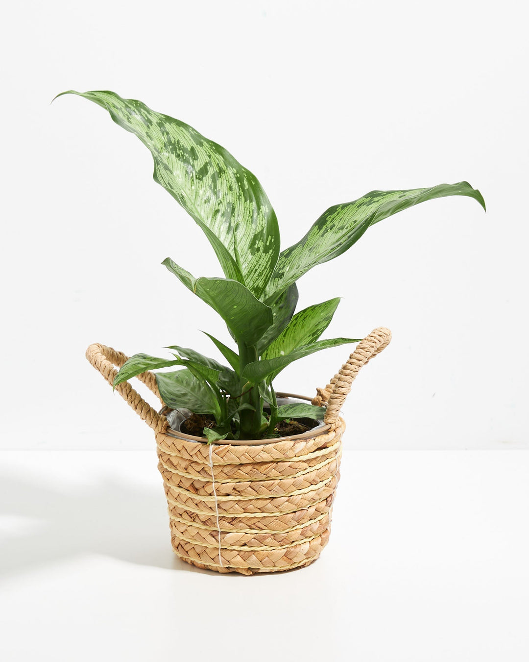 dieffenbachia memoria corsii care Dieffenbachia Memoria Corsii For Sale, Care & Growing Tips