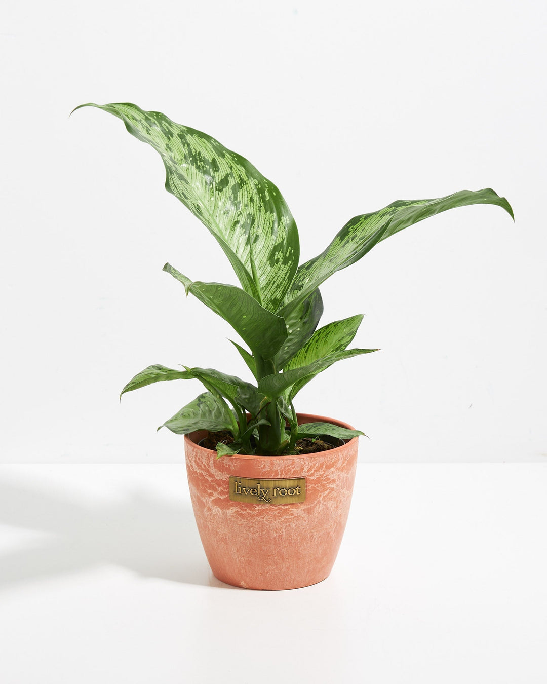 dieffenbachia memoria corsii common name Dieffenbachia Memoria Corsii For Sale, Care & Growing Tips